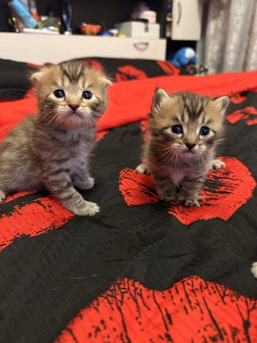 Продаются котята