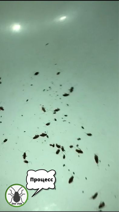 Уничтожение клопов тараканов блох Дезинфекция кандала мышей