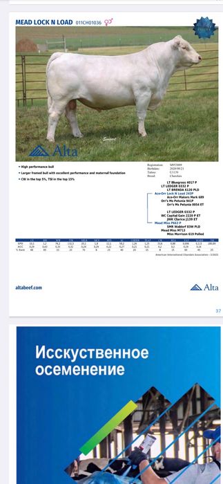 Суний бука уруглари сотувда мавзуд, Buqa urug'lari,