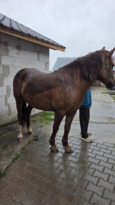 Vând iapa bună cuminte