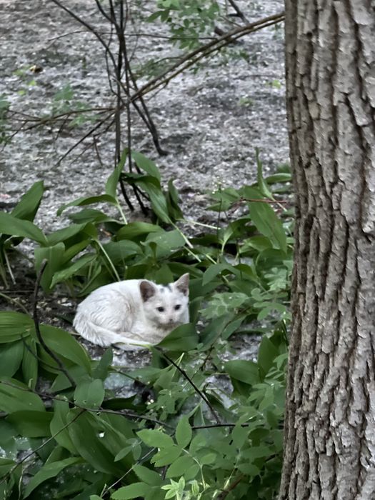 Котята бесплатно