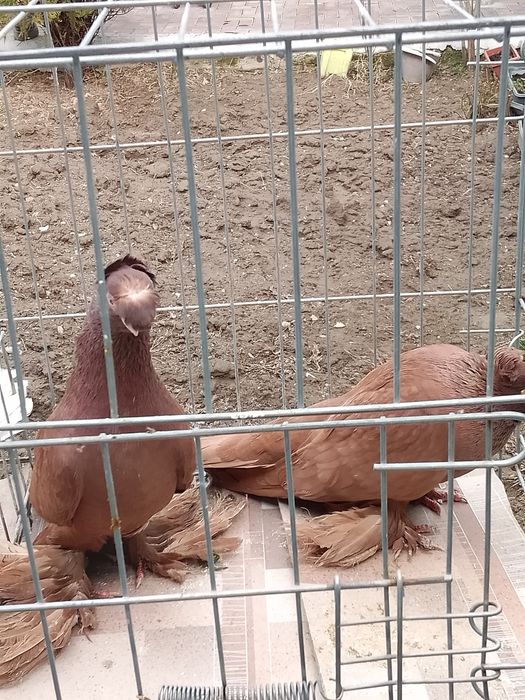 Голуби двухчубые тараз