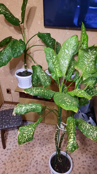 Продам комнатные цветы от 300тг.