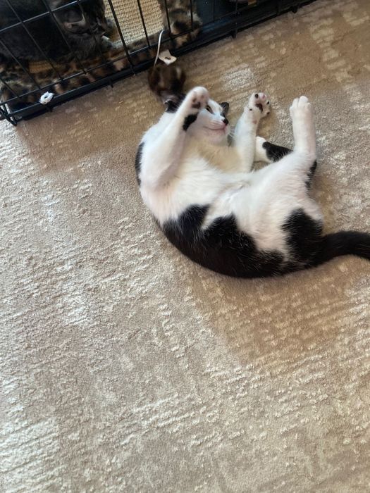 Котята  очень  милые
