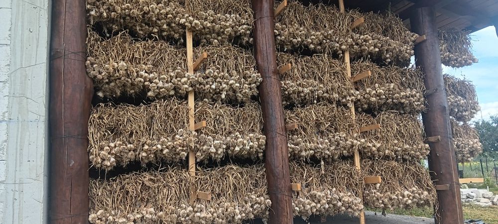 Vând usturoi de Copalau