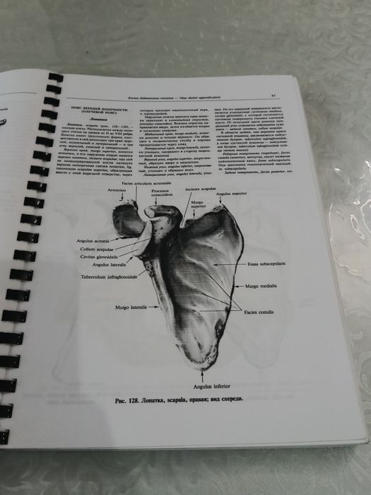 Продам атлас анатомии
