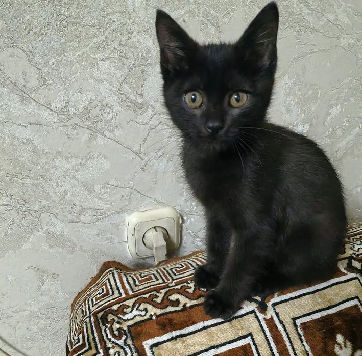 Котята красивые мальчик и девочки