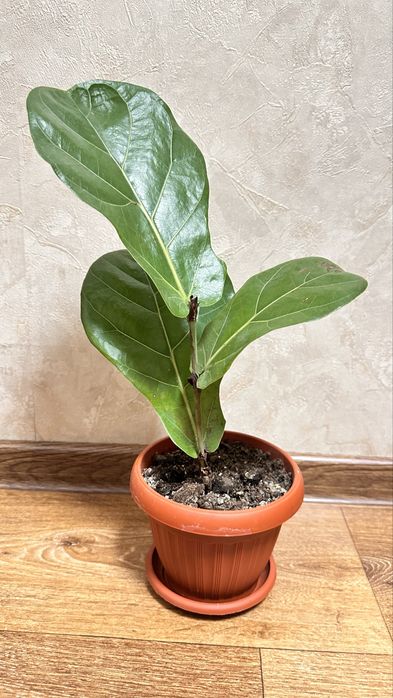 Продам фикус лировидный