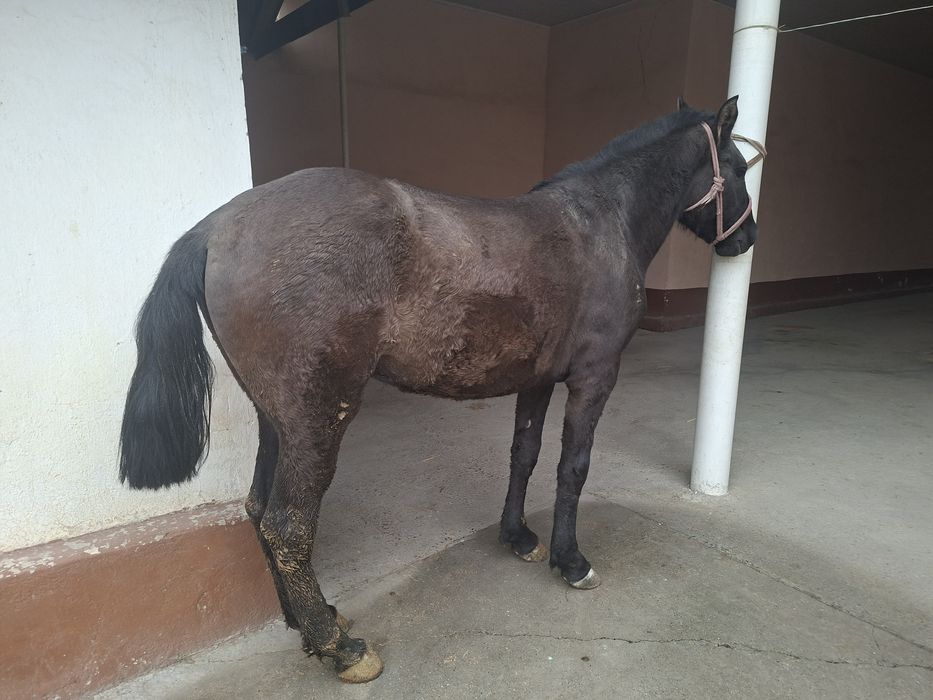 Байтал   сатылады