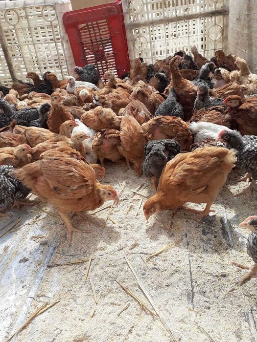 Pui alb si rasă mixtă