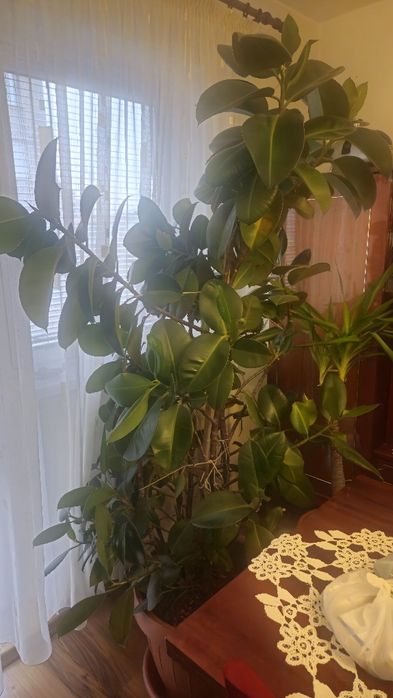 Vând ficus cu coroană bogată