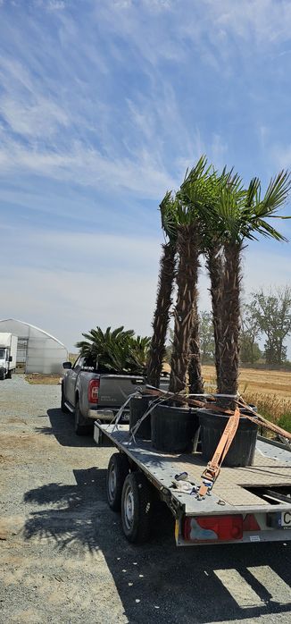 transport marfa cu papuc in judetul constanta si in țara