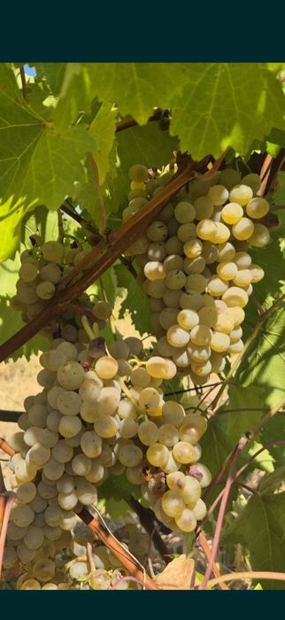 Продавам грозде за вино и ракия