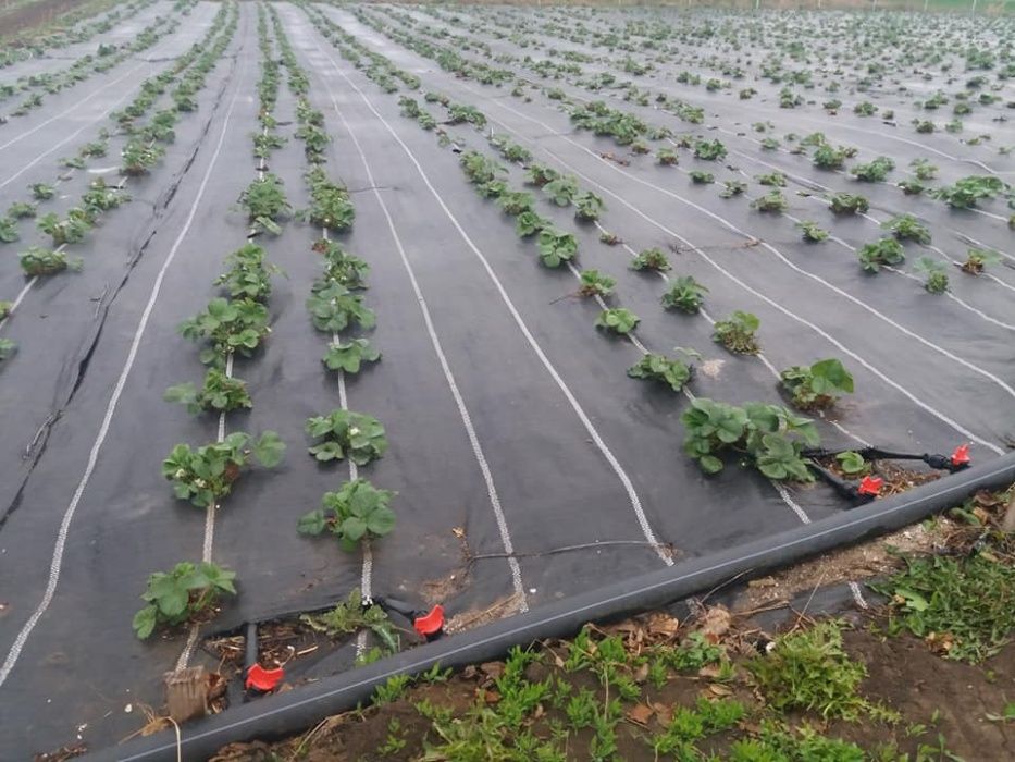 Agrotextil alb 100 gr/mp la metru