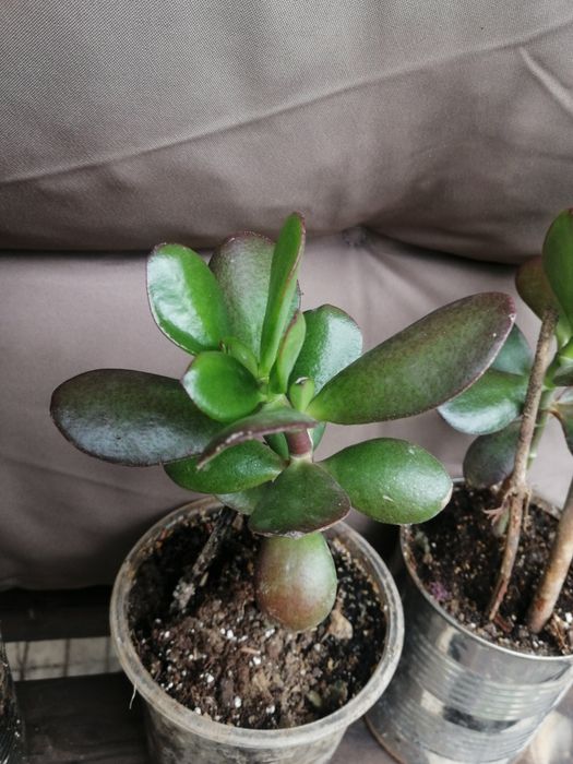 Дървото на живота - Гледано в домашни условия.