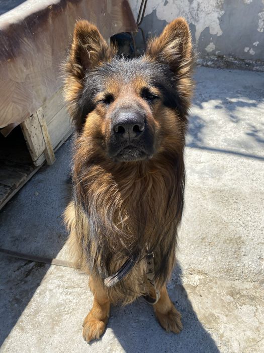 Вязка, Кабель Пародистой Овчарки