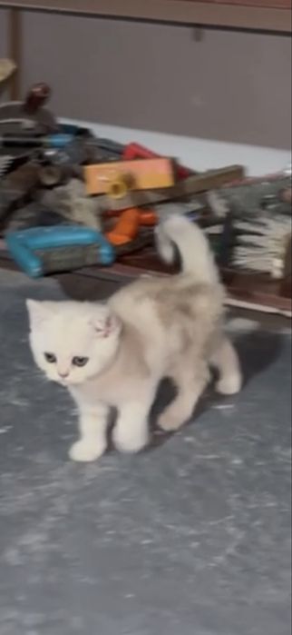 Shinshila britanski 2 oyli qiz bola