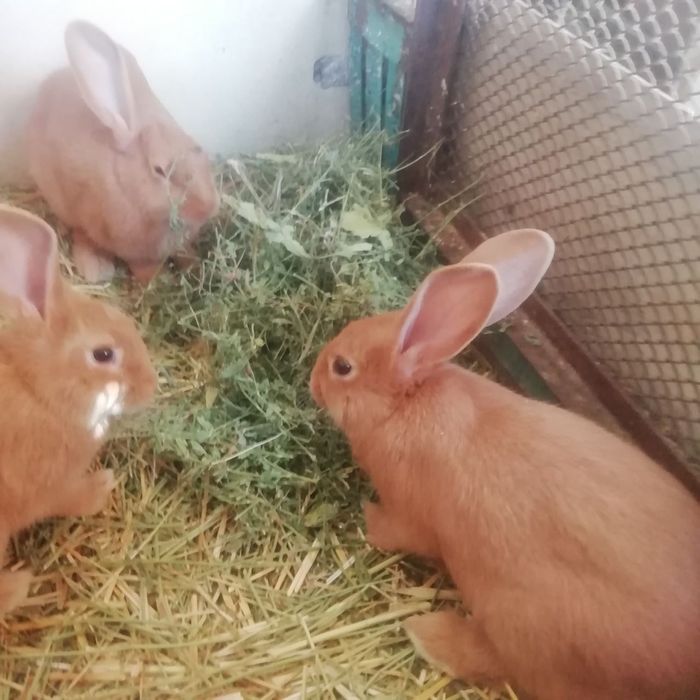 Бургундские кролики 300 000 сум