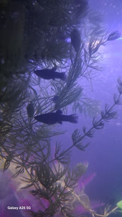 Моллинезия чёрная Московская