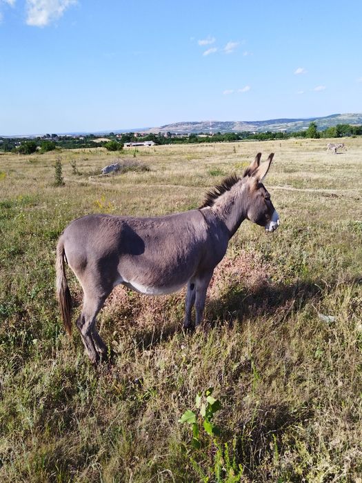 Măgărița gestanta