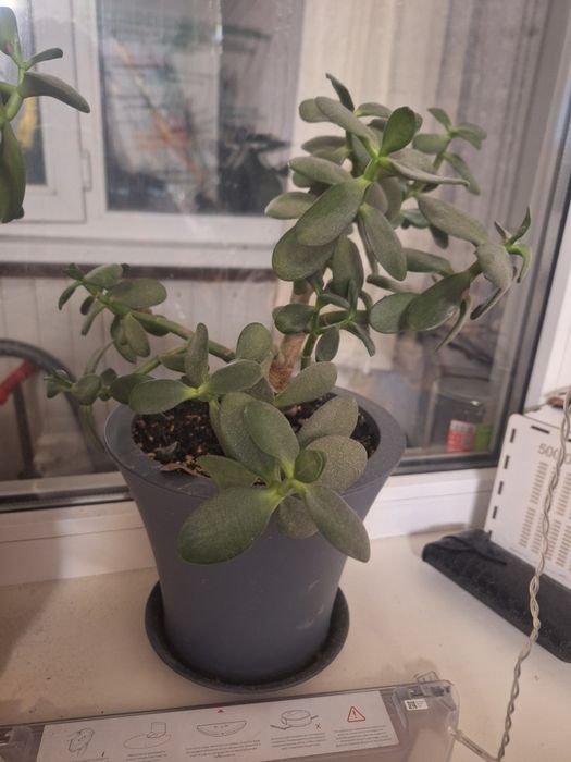 Цветок алоэ и толстянка