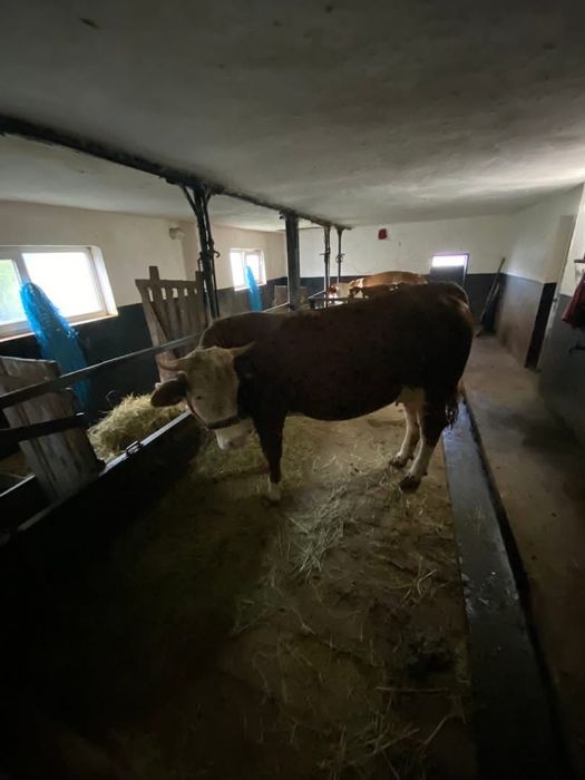 Juninci Bălțată Românească