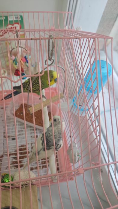 Продам волнистых побугаев