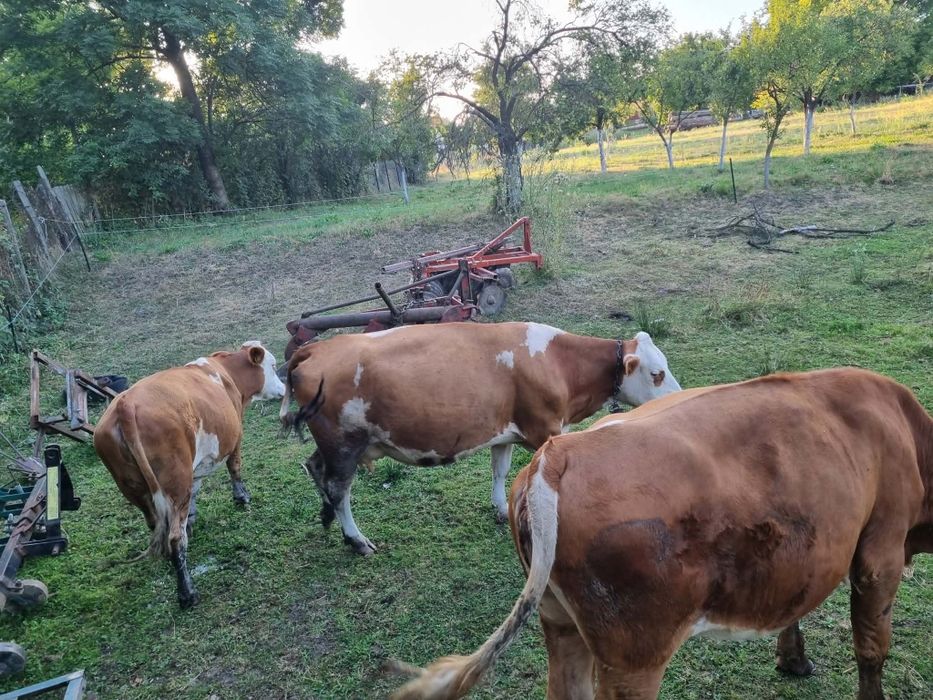 Junincii preț negociabil