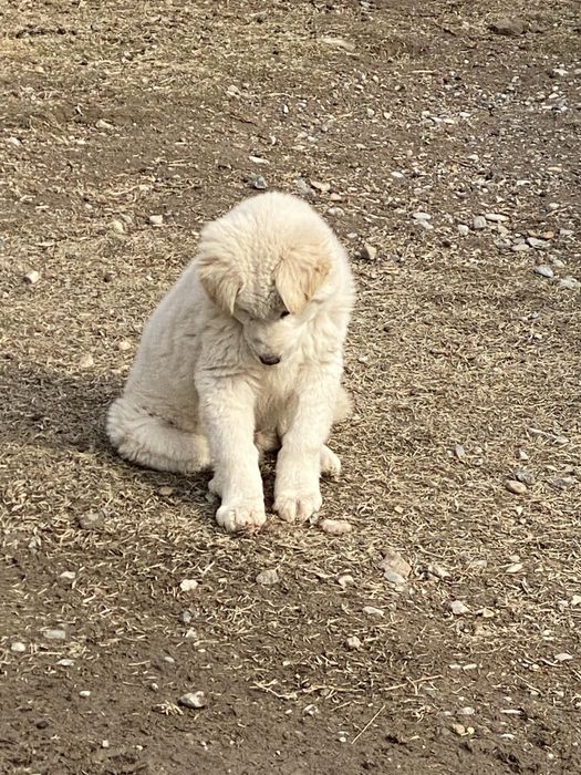 Алабай тобет күшік