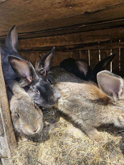 Vând iepuri  și masculi si femele