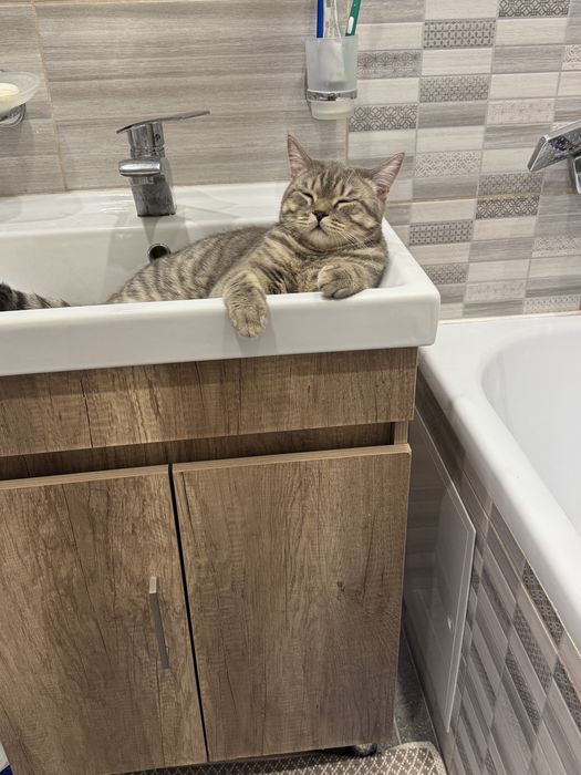 Отдам котенка подростка