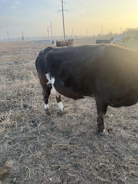Корова дойная хорошая
