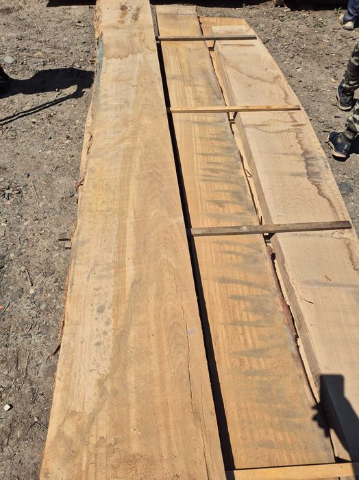 Cherestea stejar netivita verde