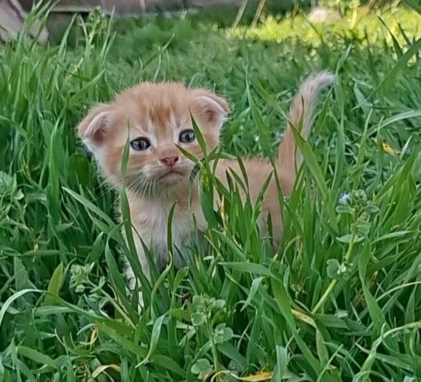 Веслоухие котята