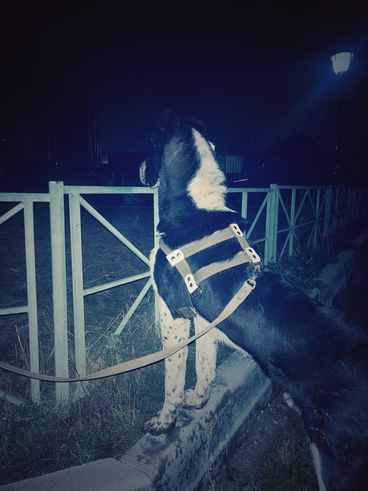 Алабай сатылады бойцовский