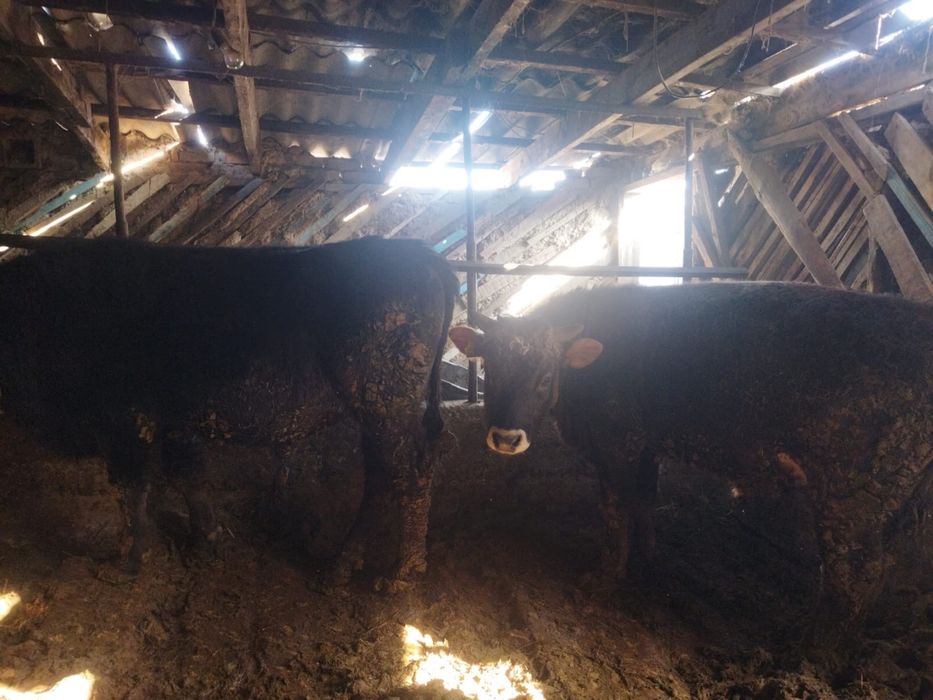 Быки полтарашки.