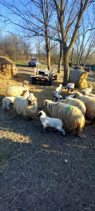 Vand oi turcane mari si tinere