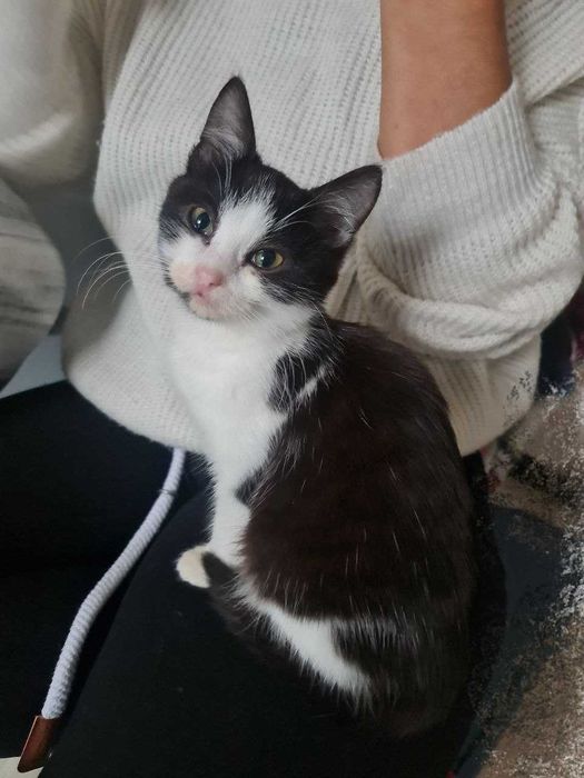 Давам черно-бяло котенце в добри ръце.