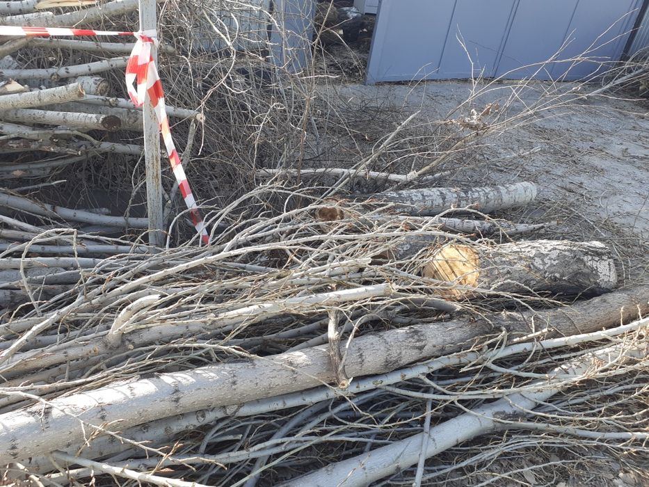 Узын агаш  кесылген отын сатлады