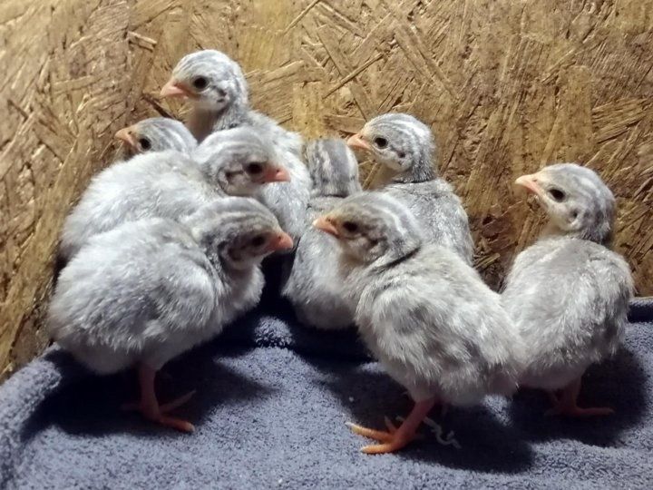 Цесарка микс окрасов