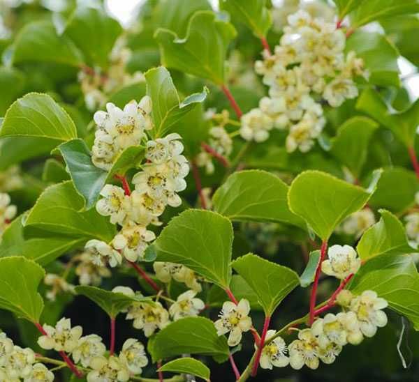 Киви Actinidia arguta Issai - МИНИ КИВИ