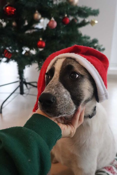 Скъпи mъжки кученце