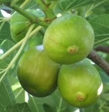 Smochin firoma dulce