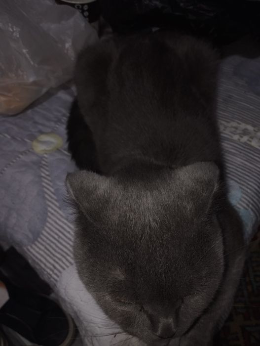 mushuk sotiladi zoti ШКОТ. jinsi erkak yosh 3 yoshda 100% sogʻlom