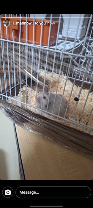 Бебета хамстери.