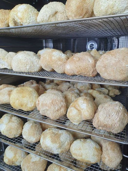 Ежовик гребенчатый Премиум Башкирия | Плоды, мицелий и капсулы