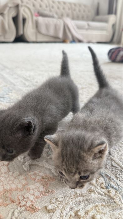 Отдам котят за плитку шоколадки ,