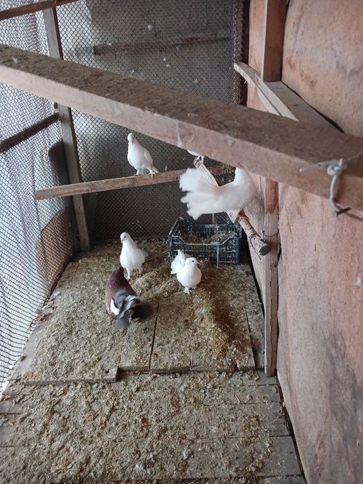 (P a u l i n)  kabutarimiz bor manzil Samarqand shaxar