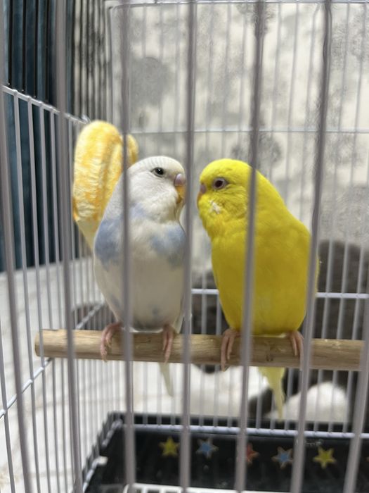 Волнистые попугайчики вместе с парой.