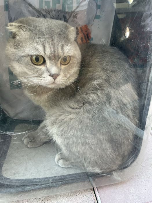 Mushuk scottish fold
